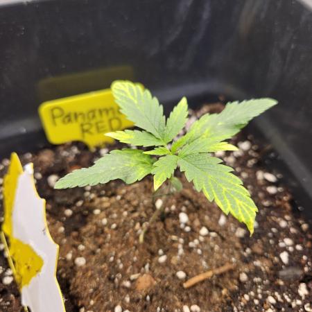 Panama Red Landrace