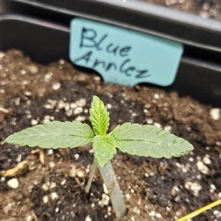 #SSSC Tester Blue Applez 2.