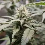 Gelato