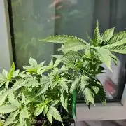 #SSSC Tester Banana OG