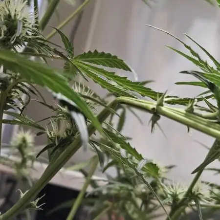 Chocolope Auto