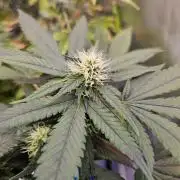 #SSSC Tester Banana OG