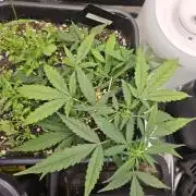 Morello cherry auto