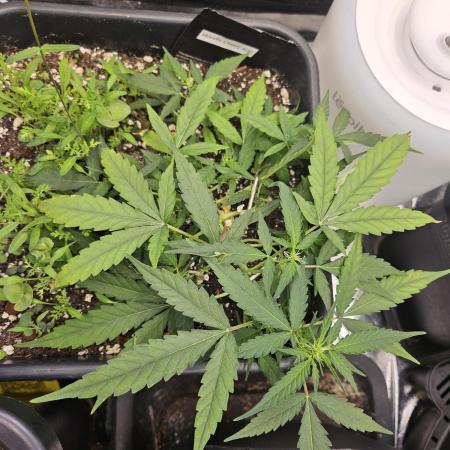 Morello cherry auto