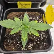 #SSSC Tester Banana OG