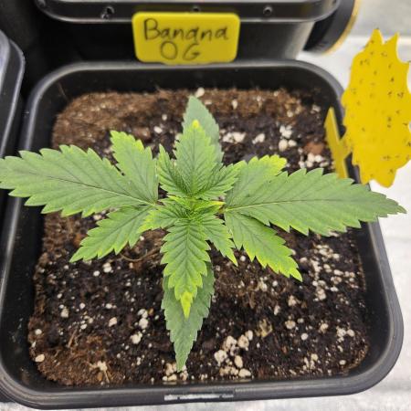 #SSSC Tester Banana OG