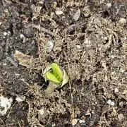 #SSSC Test A005 Auto