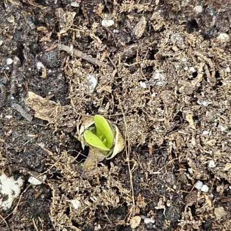 #SSSC Test A005 Auto