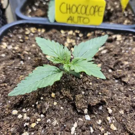 Chocolope Auto