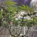 Lemon Shining Silver Haze 2. Run