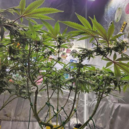 Lemon Shining Silver Haze 2. Run