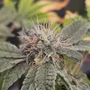 #SSSC Tester Blue Applez 2.