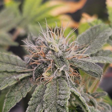 #SSSC Tester Blue Applez 2.