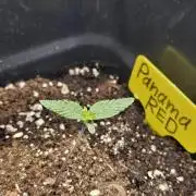 Panama Red Landrace