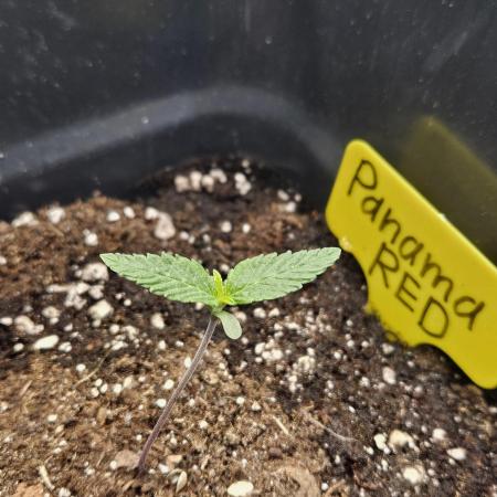Panama Red Landrace