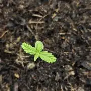 #SSSC Test 2. A005 Auto