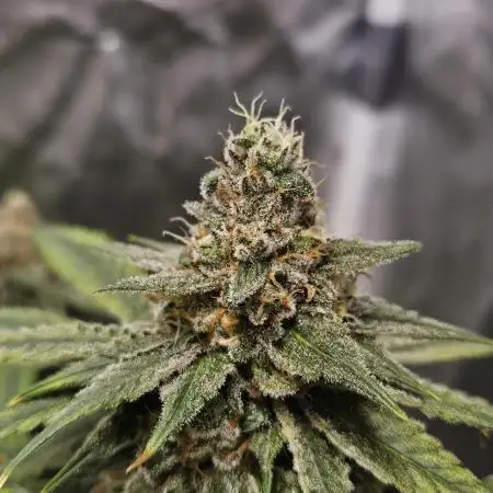 #SSSC TEST Black cherrys