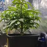 Banana OG