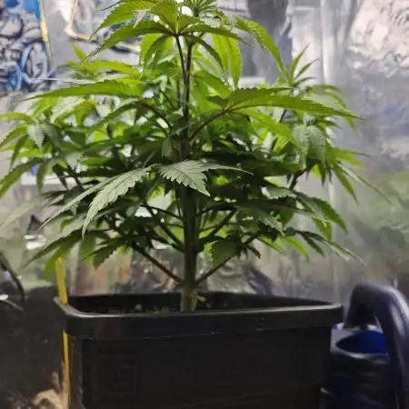 Banana OG