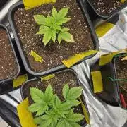 #SSSC Test 2. A005 Auto