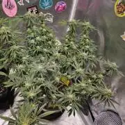 Lemon Shining Silver Haze 2. Run