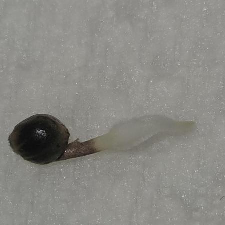 #SSSC Test A005 Auto