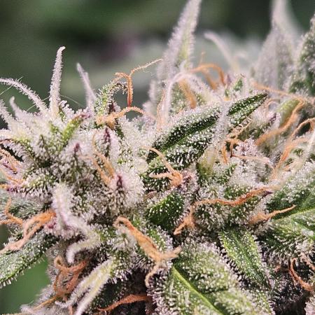 Chocolope Auto