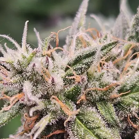 Chocolope Auto