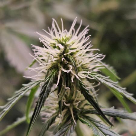 Chocolope Auto
