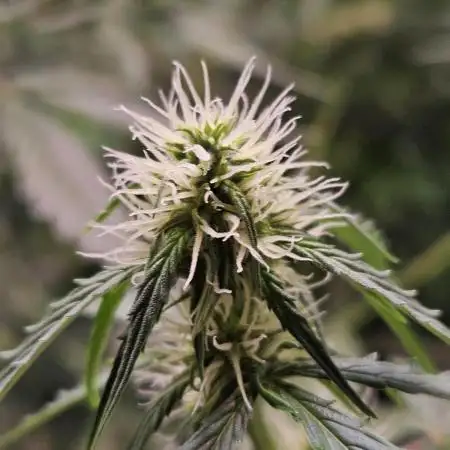 Chocolope Auto
