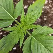 #SSSC Test A005 Auto