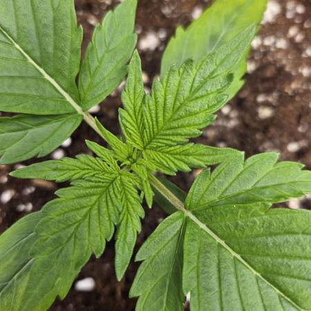 #SSSC Test A005 Auto