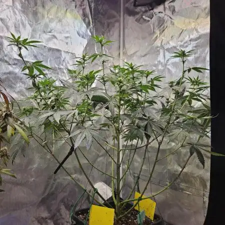 Gelato 33