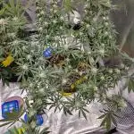 Lemon Shining Silver Haze 2. Run