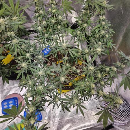 Lemon Shining Silver Haze 2. Run