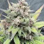 Couple old guys first grow