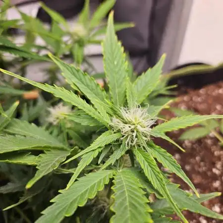 RBB XL Lemon and Zest