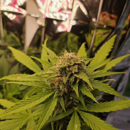 RBB XL Lemon and Zest