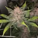 TPB: Purple Lemonade