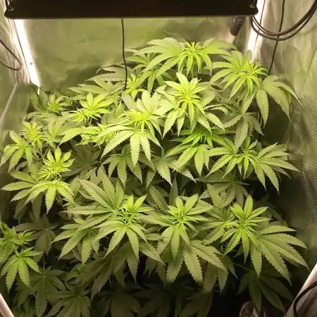 S1G Glamorous Grapes