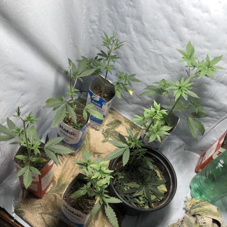 PrenseedGYN