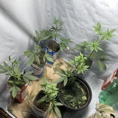 PrenseedGYN