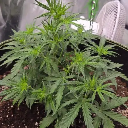 Black Diamond