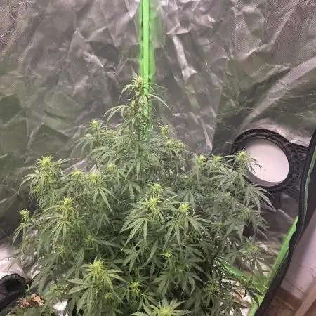Black Diamond