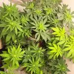 NORTHERN MEXICAN BAG SEED