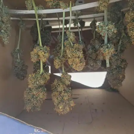 NORTHERN MEXICAN BAG SEED