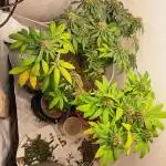 NORTHERN MEXICAN BAG SEED