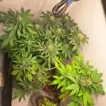 NORTHERN MEXICAN BAG SEED