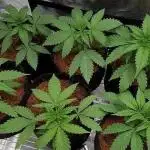 Indica