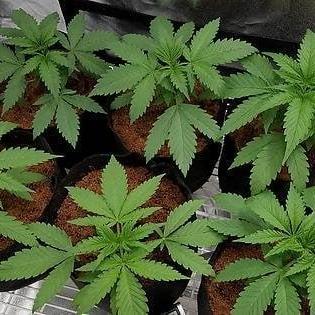 Indica